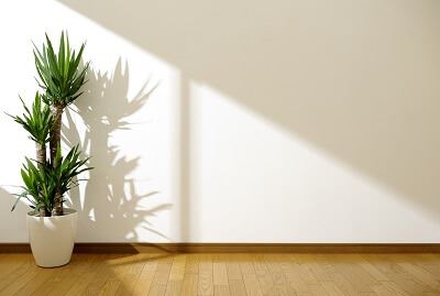 Room with plant